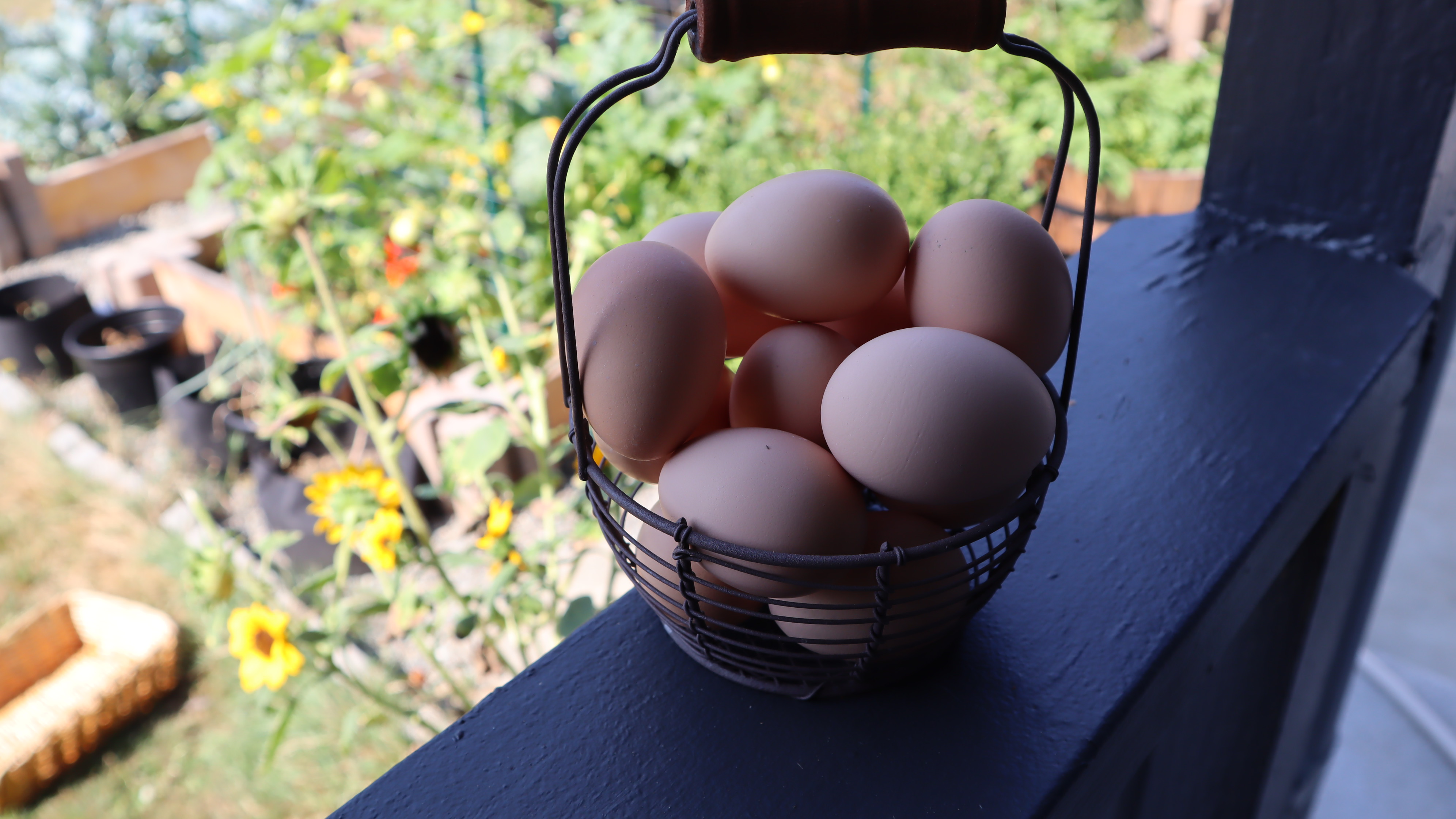 urban family homestead and apothecary egg basket