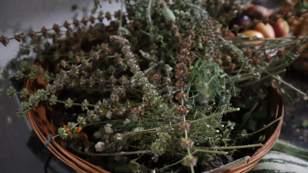 harvested tulsi sacred basil