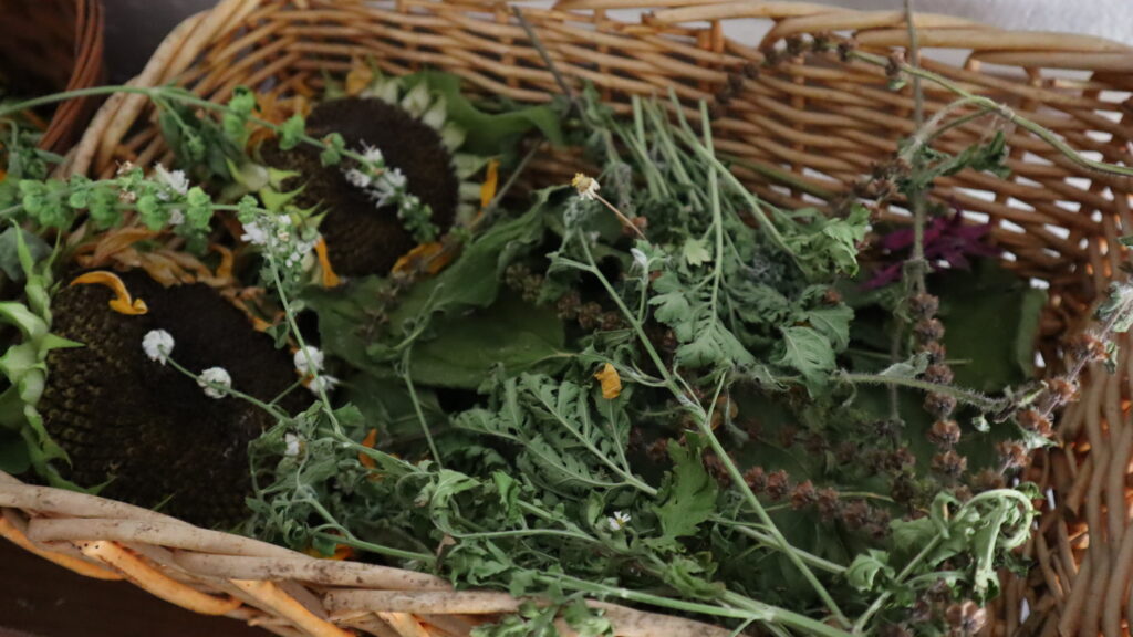 Harvested Herbs