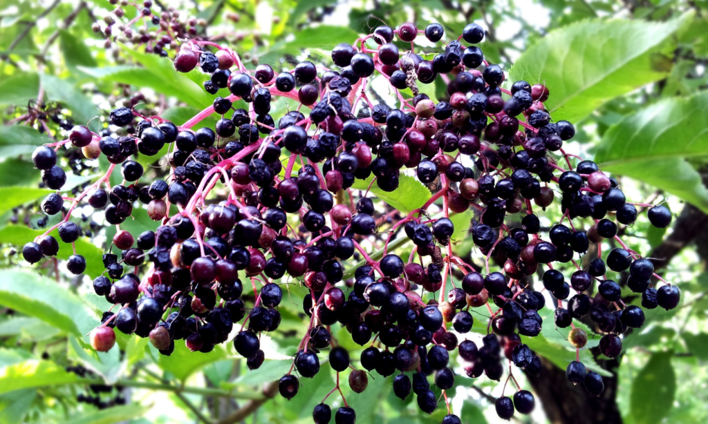 Sambucus Nigra - Elderberries