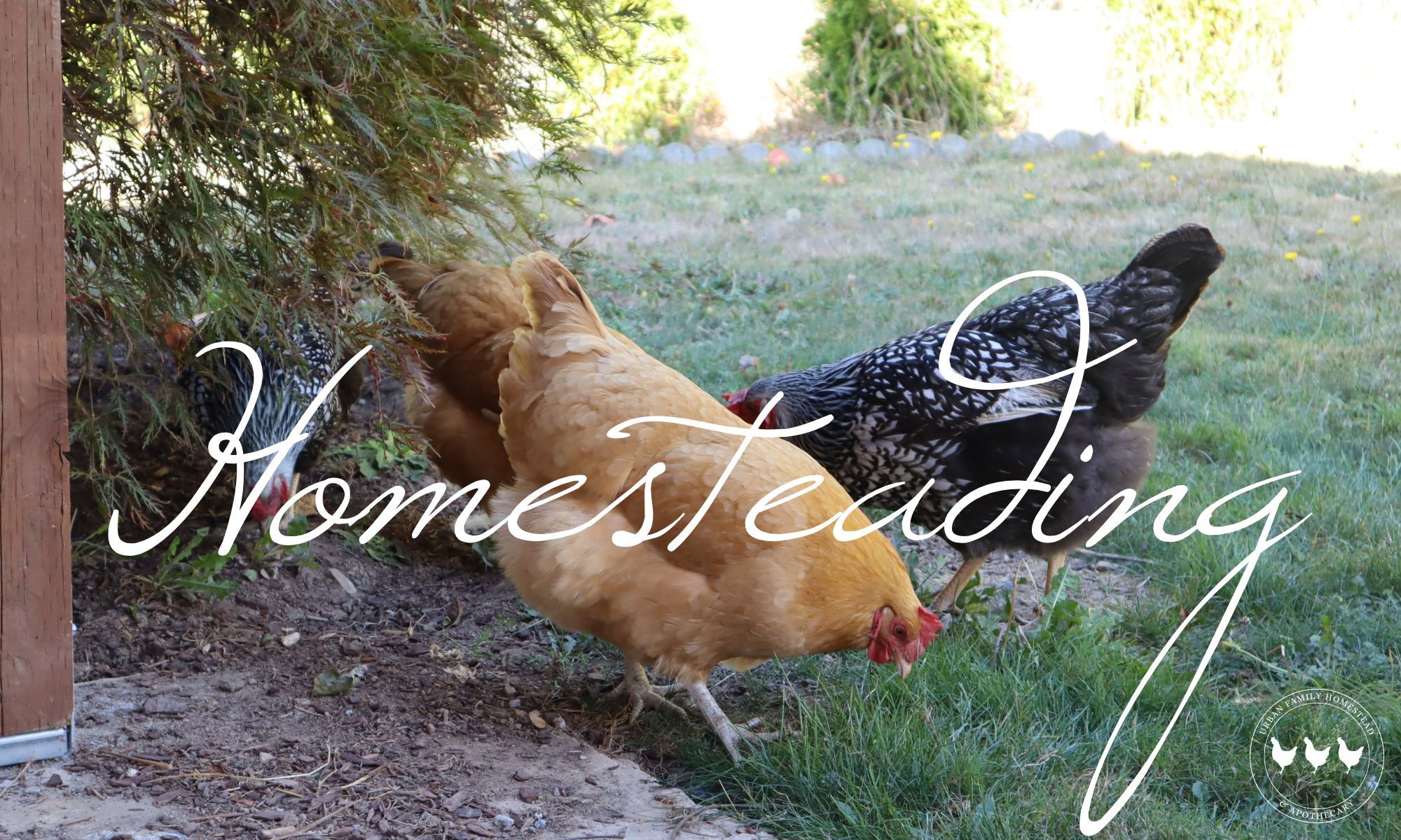 urban family homestead the homesteading page