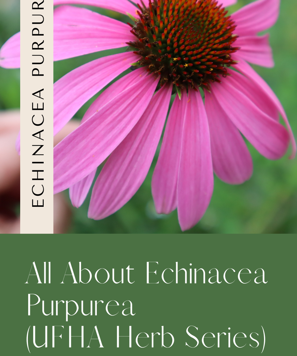 Echinacea Purpurea. Urban Family Homestead and Apothecary