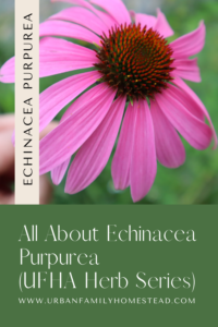 Echinacea Purpurea. Urban Family Homestead and Apothecary