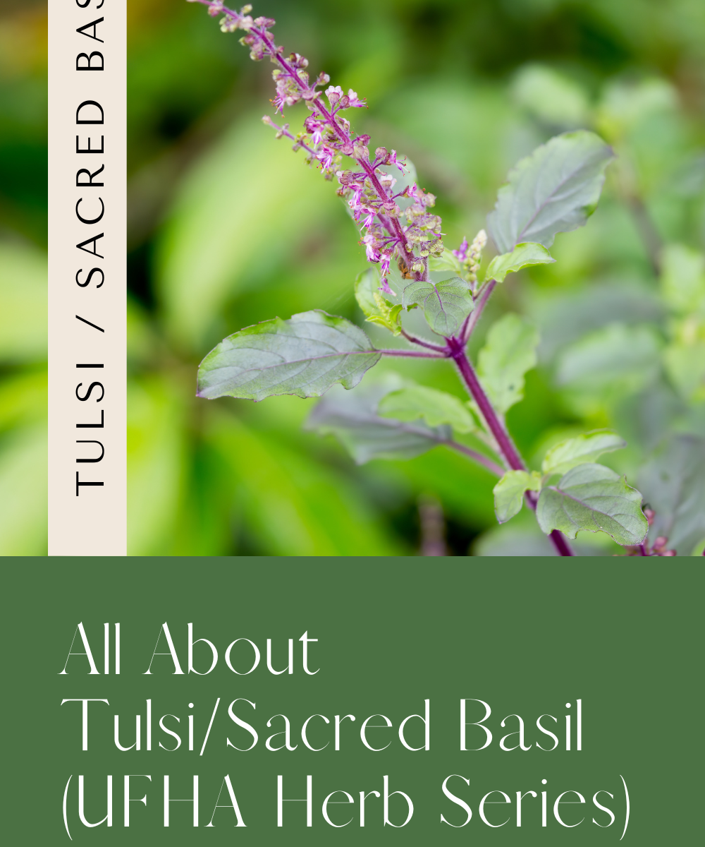 All About Tulsi. Urban Family Homestead and Apothecary