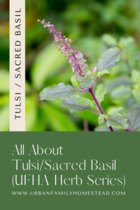 All About Tulsi. Urban Family Homestead and Apothecary