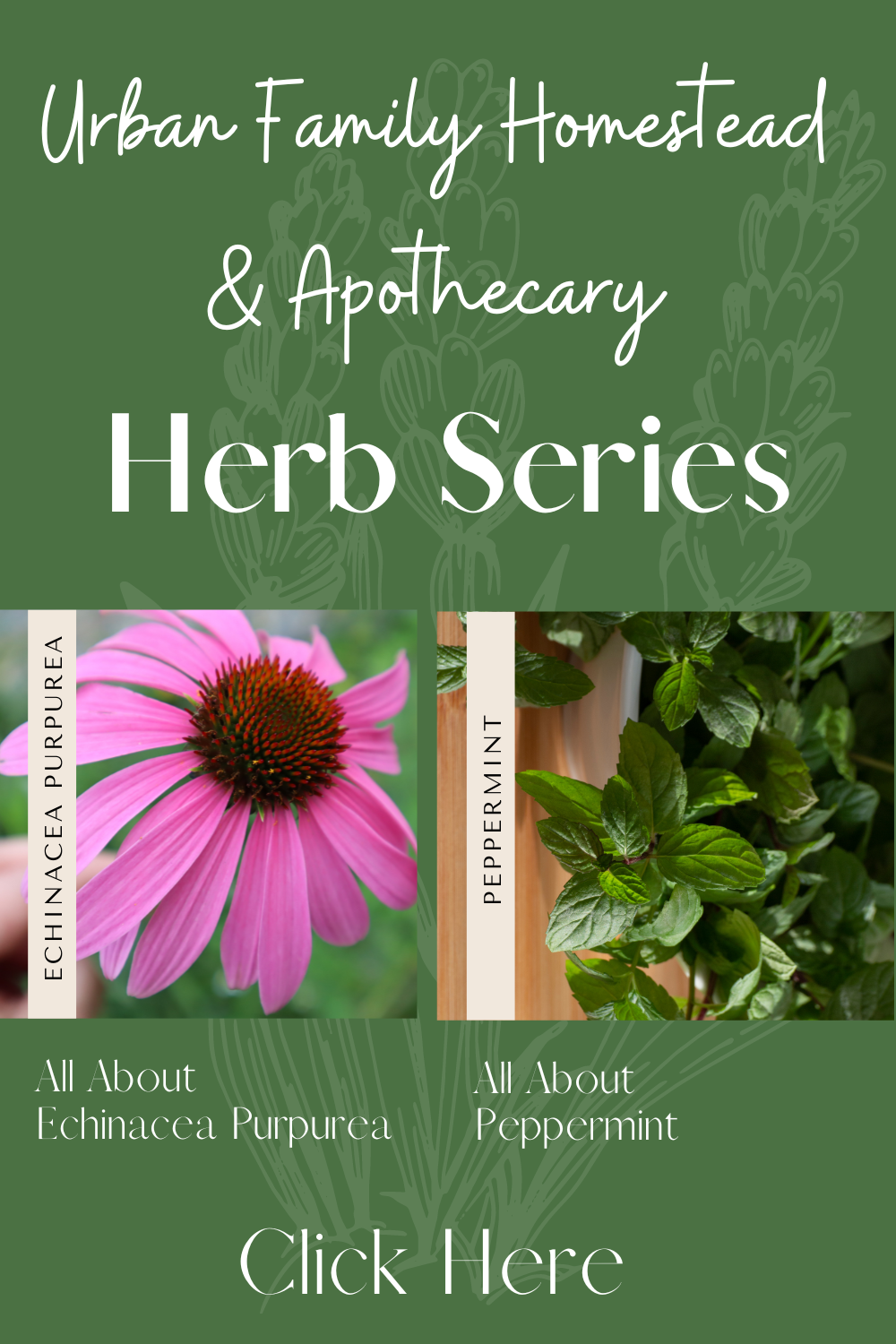 Urban Family Homestead and Apothecary Herb Series