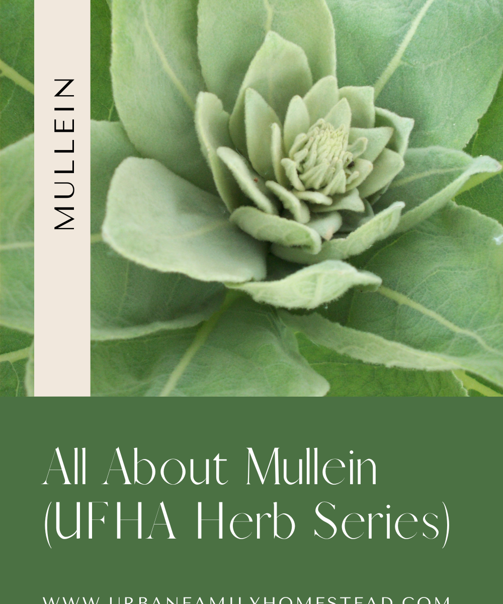 all about mullein urban family homestead and apothecary