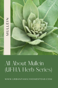 all about mullein urban family homestead and apothecary