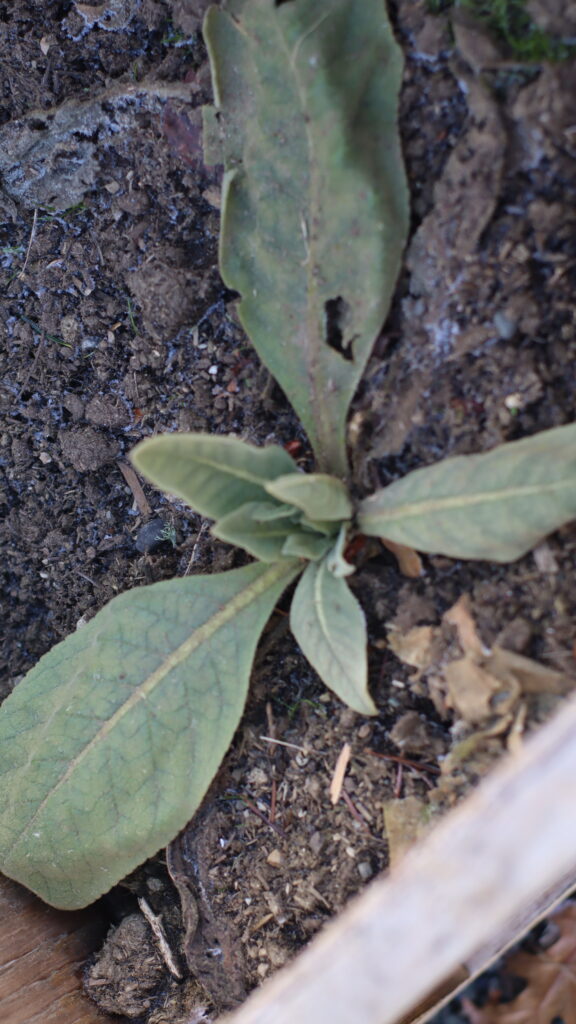 My baby Mullein making its way through freezing 20 degree temps.