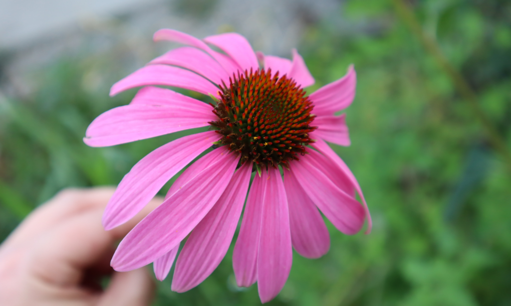 Echinacea Purpurea