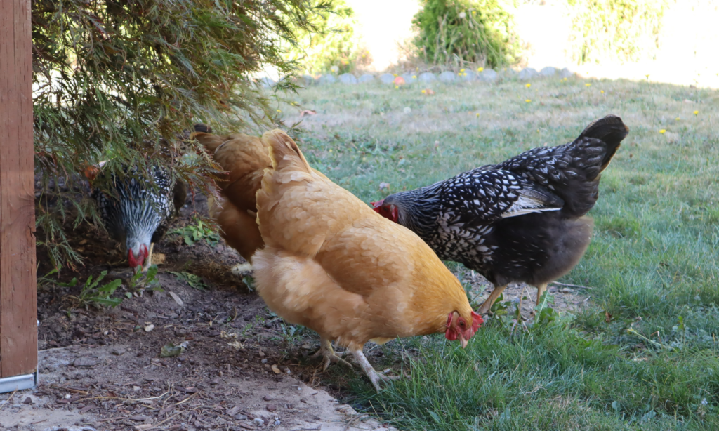 homesteadingchickens